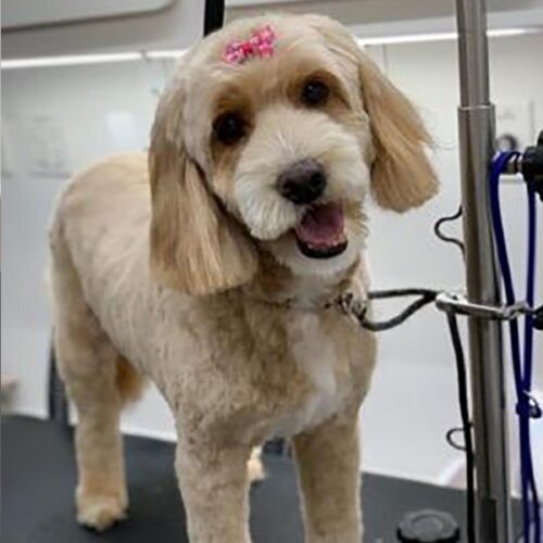 AAA K-9 Mobile Grooming Pics Updare 3.28.2023.6-page-001